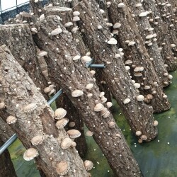 국내산 참나무 원목재배 생표고버섯 고급형 350g